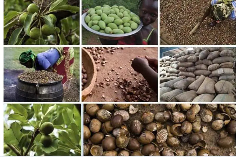 people picking shea nuts in a field and harvesting them